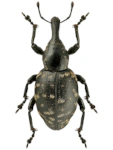 Liparus glabrirostris