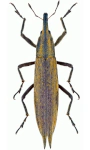 Lixus paraplecticus