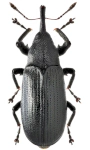 Magdalis nitida