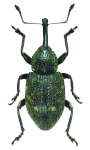 Notaris acridulus
