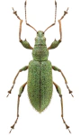 Phyllobius arborator