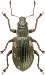 Polydrusus picus
