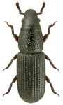 Rhyncolus elongatus