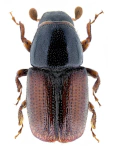 Scolytus mali