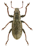 Sitona lateralis