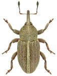 Tychius lineatulus