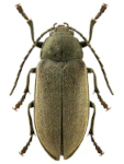 Dascillus cervinus