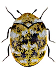 Anthrenus verbasci