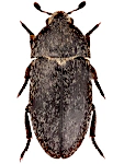 Dermestes laniarius