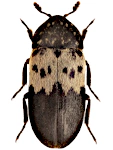 Dermestes lardarius