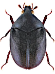 Orphilus niger
