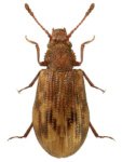 Derodontus macularis