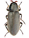 Dryops auriculatus