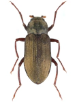 Pomatinus substriatus