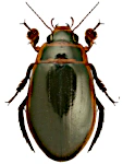 Dytiscus marginalis