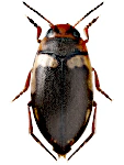 Hydroporus palustris