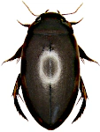 Ilybius fuliginosus