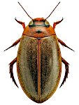 Rhantus suturalis