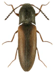 Adrastus lacertosus