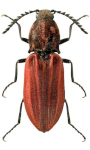 Anostirus purpureus