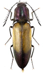 Ctenicera cuprea