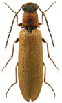 Denticollis linearis