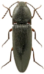 Melanotus crassicollis