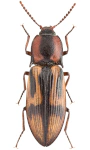 Selatosomus cruciatus