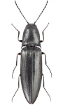 Sericus subaeneus