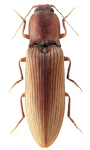 Stenagostus rufus