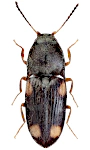 Zorochros quadriguttatus