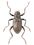 Macronychus quadrituberculatus