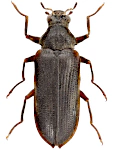 Potamophilus acuminatus
