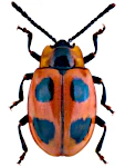 Endomychus coccineus