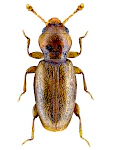 Holoparamecus caularum