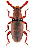 Pleganophorus bispinosus