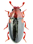 Dacne bipustulata