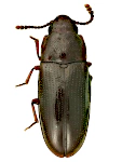 Pharaxonotha kirschii