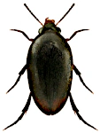 Eucinetus haemorrhoidalis
