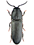 Dromaeolus barnabita