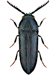 Eucnemis capucina