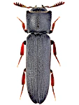 Melasis buprestoides