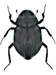 Georissus crenulatus