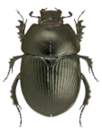 Geotrupes spiniger