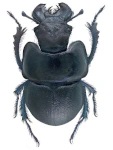 Lethrus apterus