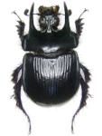 Typhaeus typhoeus