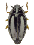 Gyrinus substriatus