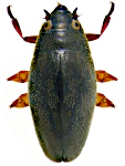 Orectochilus villosus
