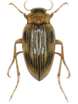 Brychius elevatus