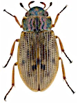 Helophorus breviplapis